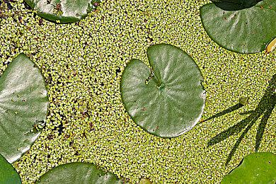 《指环王》版权易手在即 相关MOD突然收到下架提醒